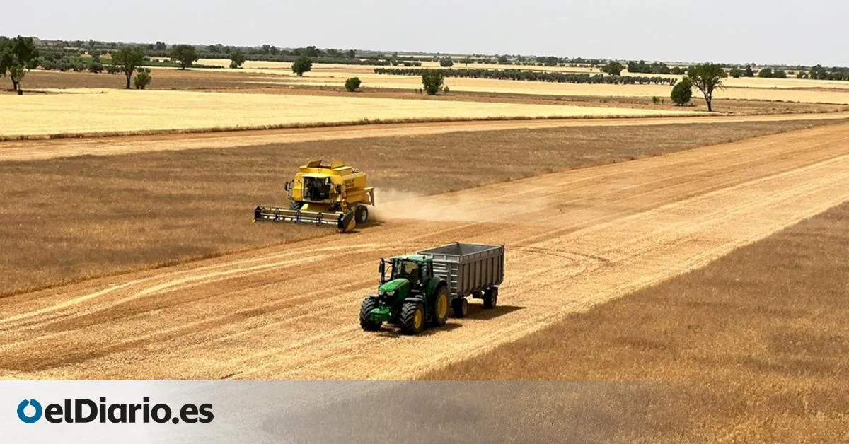 Cuenca cierra la campaña del cereal con una discreta cosecha